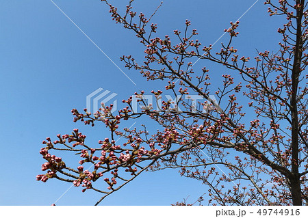 開花間近の桜の木とつぼみ 49744916