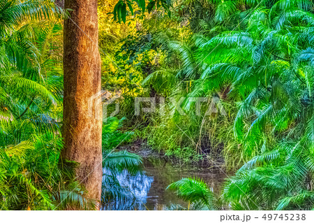 Indian jungle - Jim Corbett National Park, India Indian jungle - Jim Corbett National Park, India 49745238