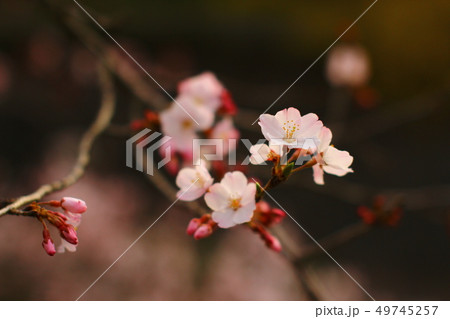 桜と蕾 49745257