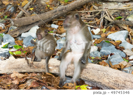 macaque monkey family Monkey beach Phi phi island 49745346