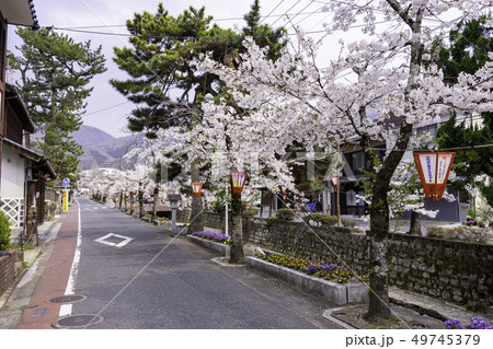 岡山県高梁市　紺屋川美観地区　紺屋川の桜並木 49745379