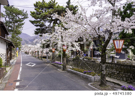 岡山県高梁市　紺屋川美観地区　紺屋川の桜並木 49745380
