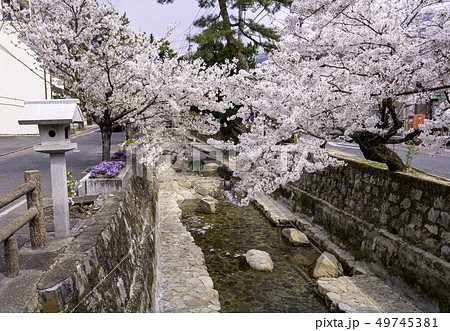 岡山県高梁市　紺屋川美観地区　紺屋川の桜並木 49745381