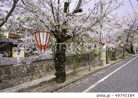 岡山県高梁市 紺屋川美観地区 紺屋川の桜並木の写真素材