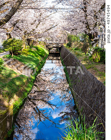 春の京都　哲学の道 49745494