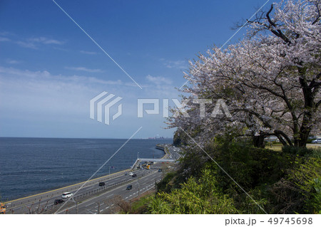 両郡橋のサクラと別大国道 両郡橋のサクラと別大国道 49745698