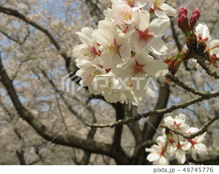 満開の桜　平成最後 49745776
