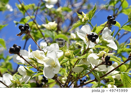 シロヤマブキ（白山吹） 49745999