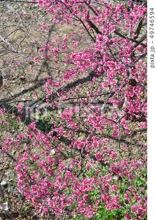 桜 さくら サクラ 49746594