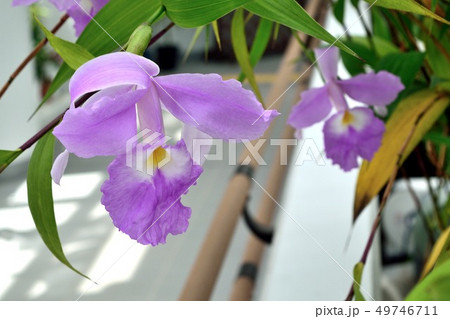 カトレア 薄紫の花 カトレア 薄紫の花 49746711