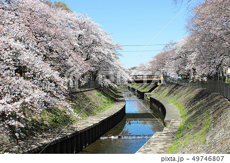 和田堀公園の桜 和田堀公園の桜 49746807