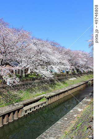 和田堀公園の桜 49746808