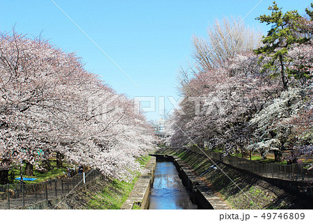 和田堀公園の桜 49746809