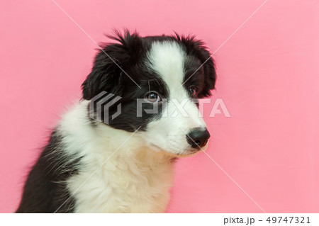Funny studio portrait of cute smilling puppy dog Funny studio portrait of cute smilling puppy dog 49747321