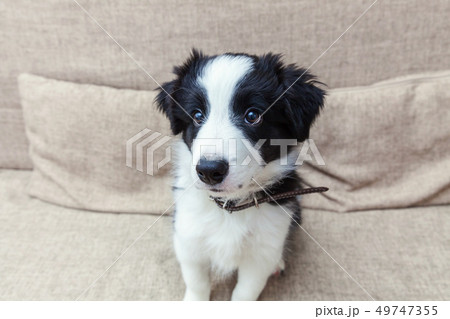 Funny portrait of cute smilling puppy dog border 49747355