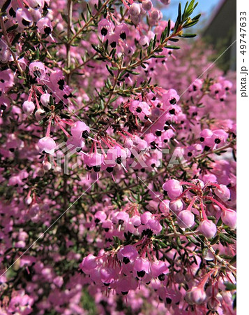 ジャノメエリカ 49747633