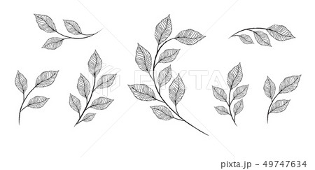 Vector designer elements set collection of greeng leaves herbs 49747634