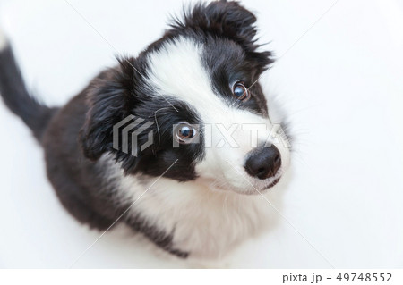 Funny studio portrait of cute smilling puppy dog Funny studio portrait of cute smilling puppy dog 49748552