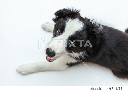 Funny studio portrait of cute smilling puppy dog 49748554