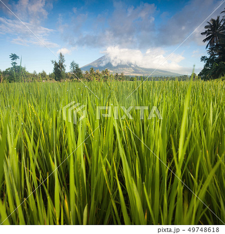 Amazing volcano landscape . The famous volcano of the classical form of Mayon and the cloud hanging Amazing volcano landscape . The famous volcano of the classical form of Mayon and the cloud hanging 49748618