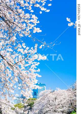 東京 千鳥ヶ淵の桜 東京 千鳥ヶ淵の桜 49748958