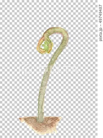 わらび 蕨 ワラビ 水彩 山菜 わらび 蕨 ワラビ 水彩 山菜 49749487