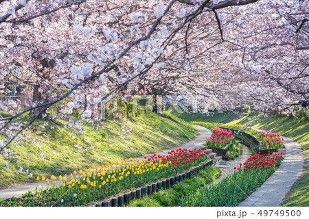 江川せせらぎ緑道　桜とチューリップ 49749500