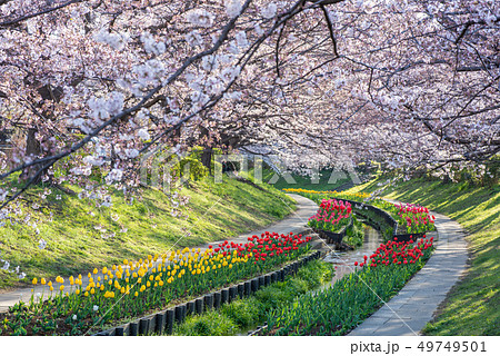 江川せせらぎ緑道 桜とチューリップ 江川せせらぎ緑道 桜とチューリップ 49749501