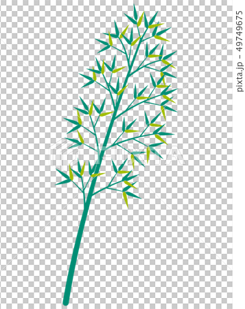 竹草 竹草 49749675