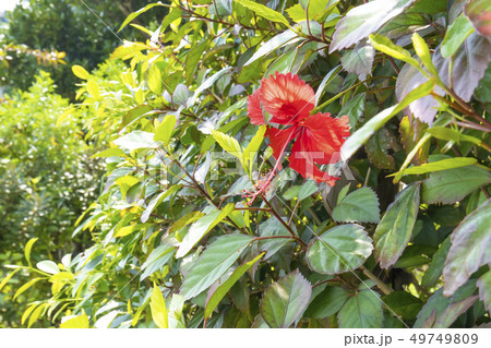 ハイビスカス ハイビスカス 49749809