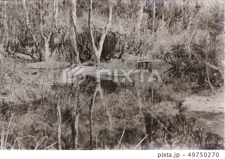 in the nature the palm and the lake in the nature the palm and the lake 49750270