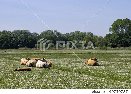 Cows on a field Cows on a field 49750787