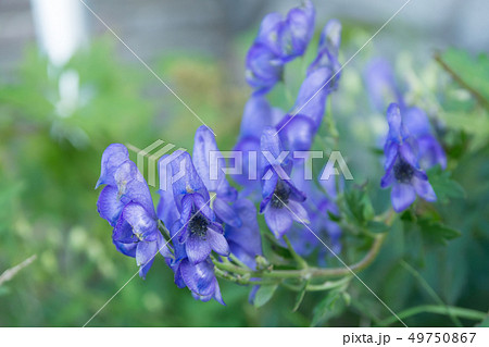 トリカブトの花 トリカブトの花 49750867