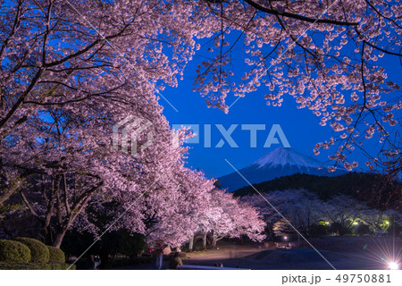 岩本山公園 夜桜プレミアムライトアップ 岩本山公園 夜桜プレミアムライトアップ 49750881