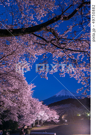 岩本山公園　夜桜プレミアムライトアップ 49750882