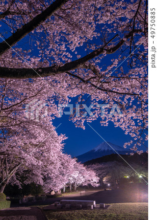 岩本山公園 夜桜プレミアムライトアップの写真素材