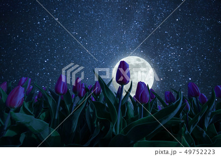 Night landscape with tulips meadow Night landscape with tulips meadow 49752223