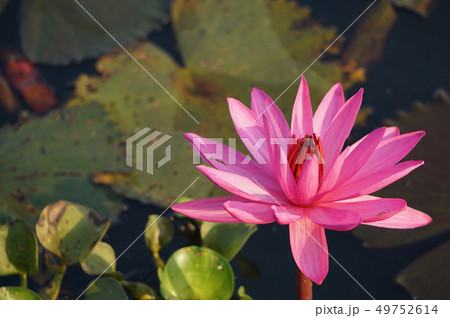ピンクの蓮の花 ピンクの蓮の花 49752614