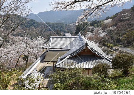 春の長谷寺　本願院 49754564