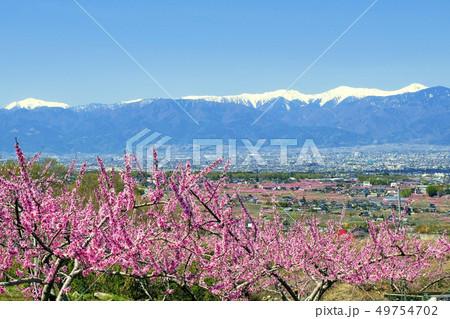 南アルプスとピンクの絨毯３ 49754702