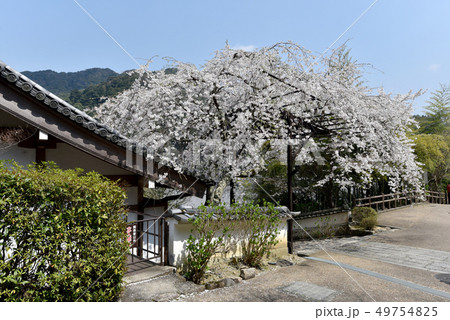 長谷寺の桜 長谷寺の桜 49754825