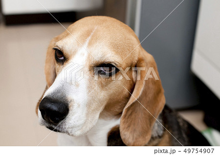 ビーグル犬 49754907