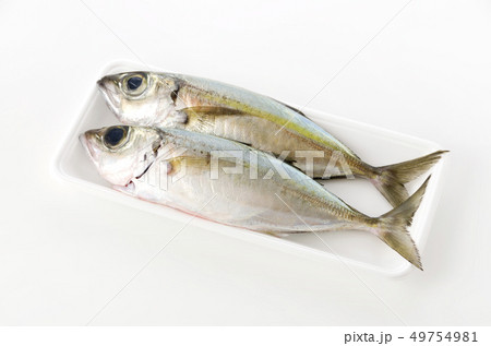 メアジ、トッパク、ガチュン 49754981