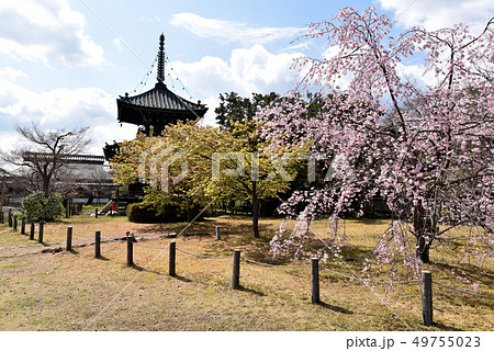 春の清涼寺　多宝塔 49755023