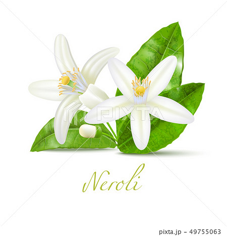 Neroli Flowers and Leaves in Realistic Style Neroli Flowers and Leaves in Realistic Style 49755063