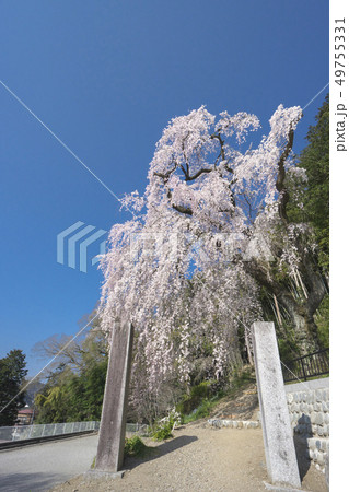 梅岩寺のしだれ桜 梅岩寺のしだれ桜 49755331
