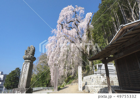 梅岩寺のしだれ桜 梅岩寺のしだれ桜 49755332
