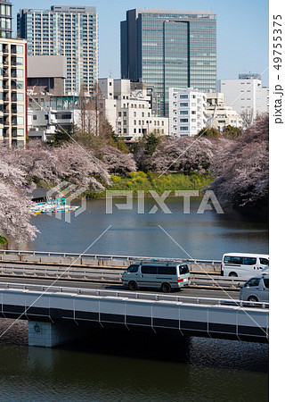 首都高と千鳥ヶ淵の桜 49755375