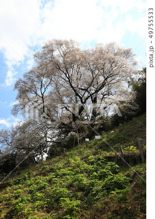 大山桜5063 49755533