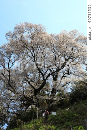 大山桜6018 大山桜6018 49755539